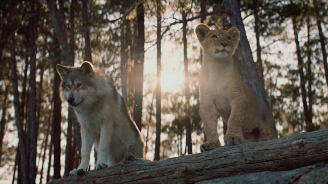 Bande-Annonce – Le loup et le lion