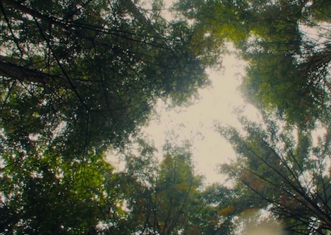 DSF « National healing forests »