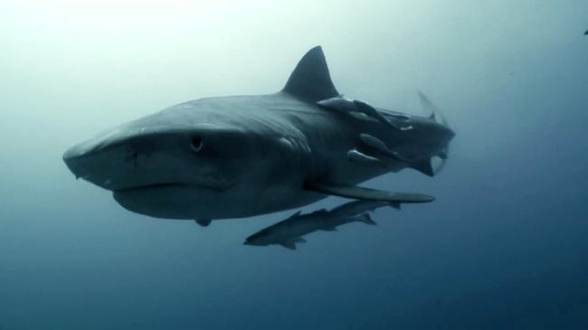 Les requins de la colère (Extraits)