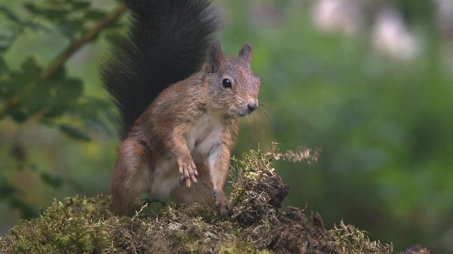 OGIC « Une nouvelle nature de ville » VL